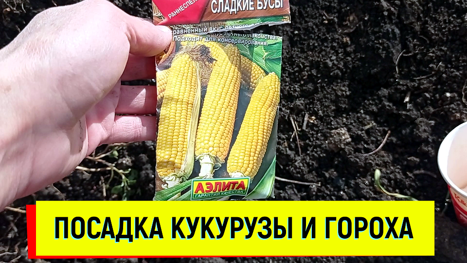 ПОСАДКА КУКУРУЗЫ И ГОРОХА#кукуруза#горох#посадка#посадкакукурузы#посадкагороха#огород#сад#