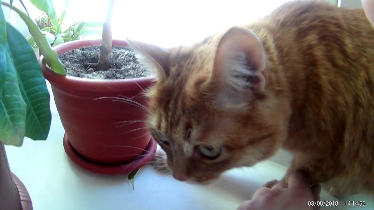 Обзор с новой экшен камеры