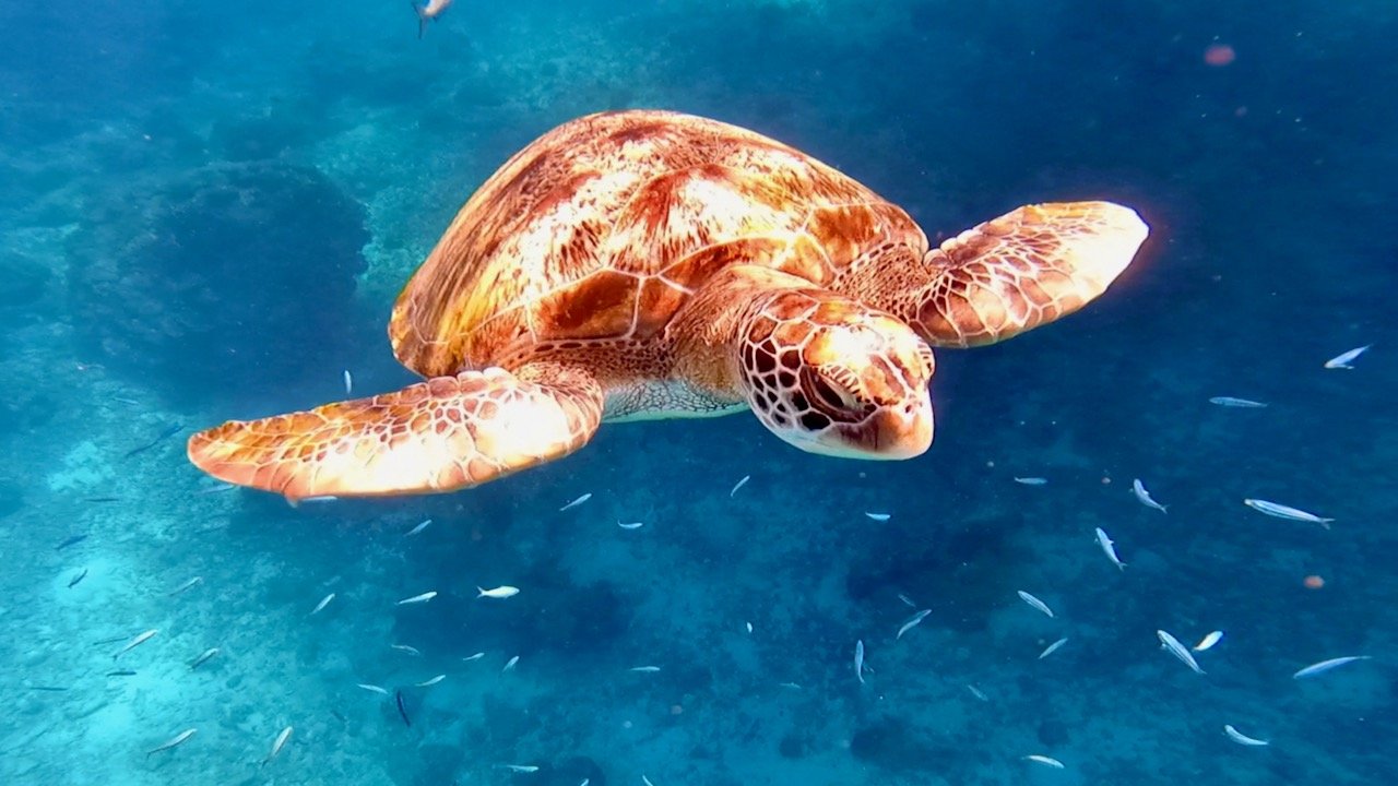 Прокати меня, большая черепаха