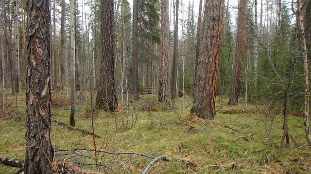 Ориентирование в кризисной ситуации. Кроны деревьев