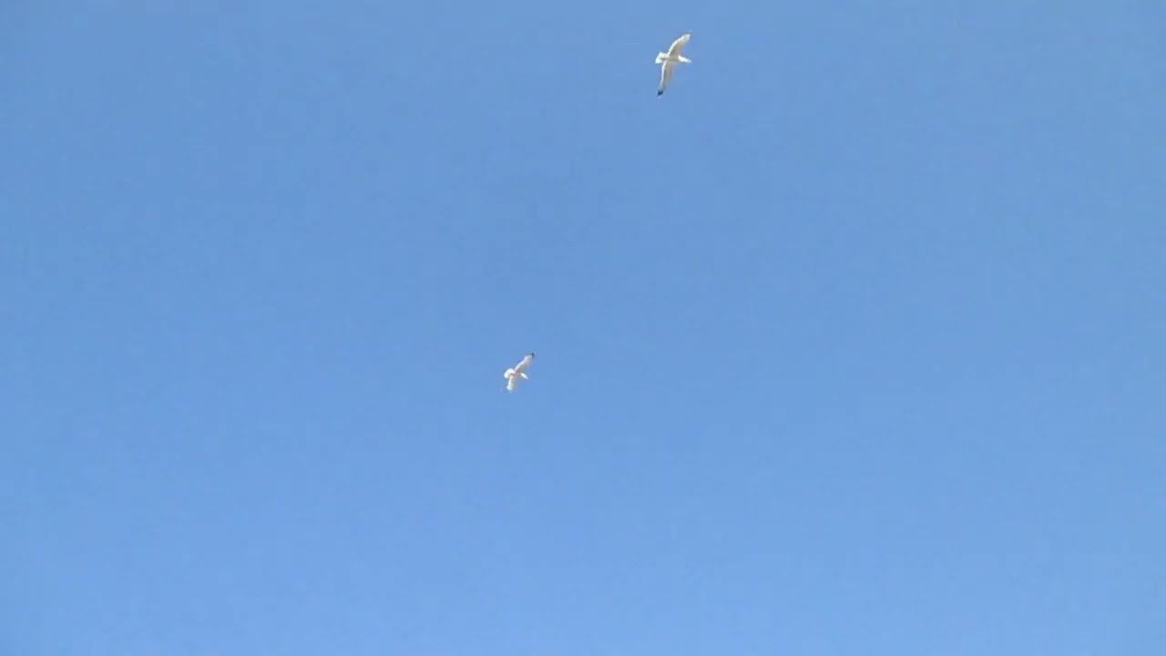 Алгайские чайки)