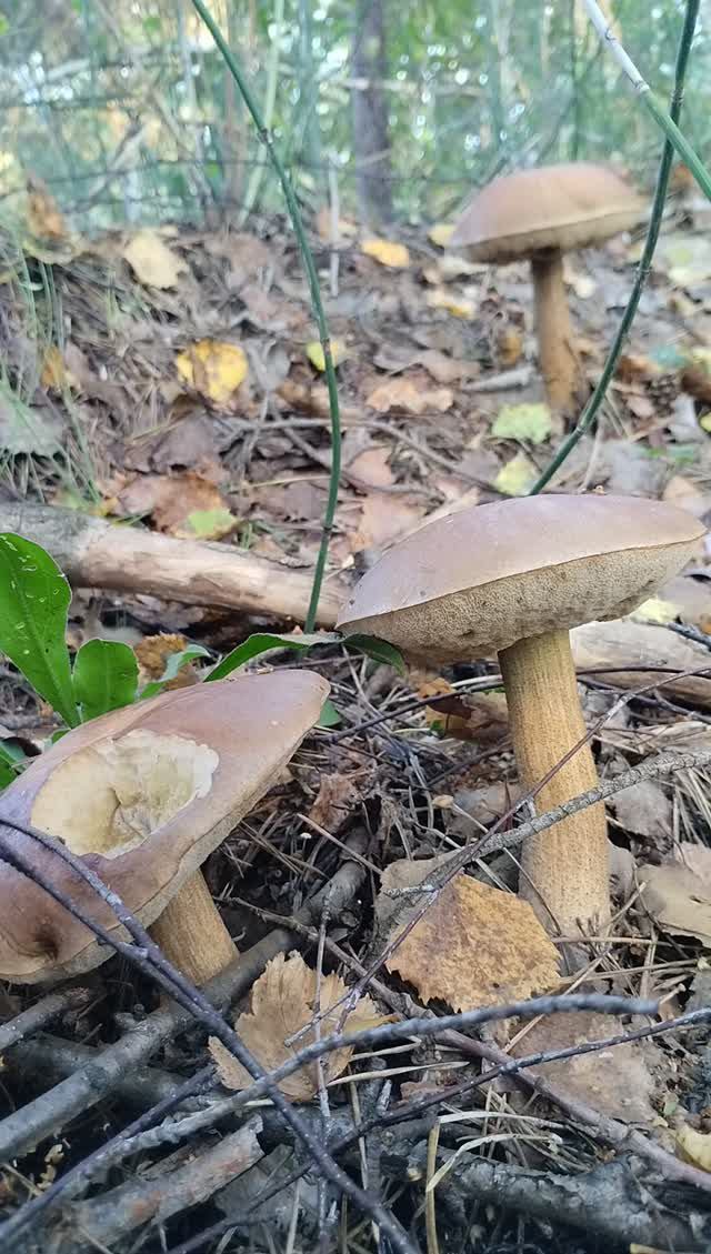 Семейство подберезовиков в лесу