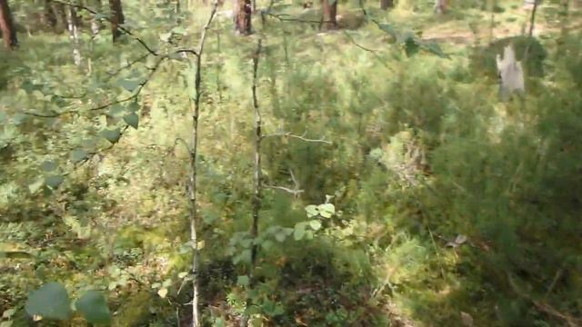 Ориентирование в тайге. Сочетание разных способов 5