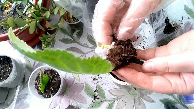 Размножение, пересадка домашних растений.