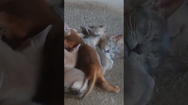 Всемирный день домашних животных