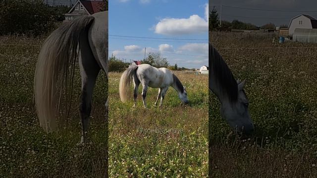 Клевер в конце августа