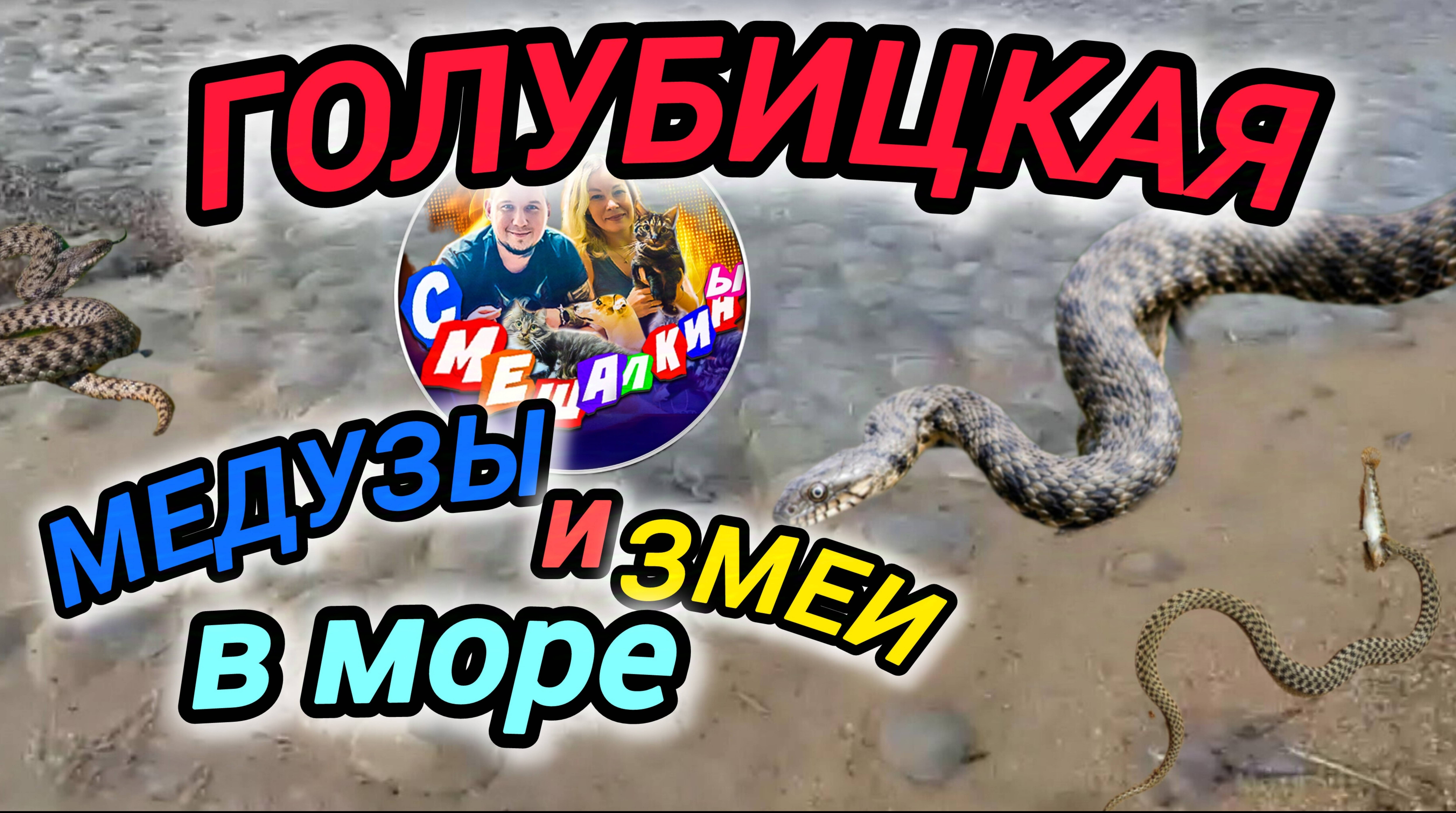 ГОЛУБИЦКАЯ СЕЙЧАС.МЕДУЗЫ И ЗМЕИ В МОРЕ😱😱😱 #голубицкая #отпуск #смешалкины