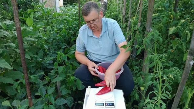 Сладкий перец Портека ( паприка ).