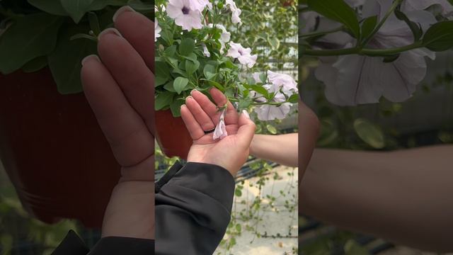 ПЕТУНИИ - ЧТО НУЖНО ДЛЯ ПЫШНОГО ЦВЕТЕНИЯ?