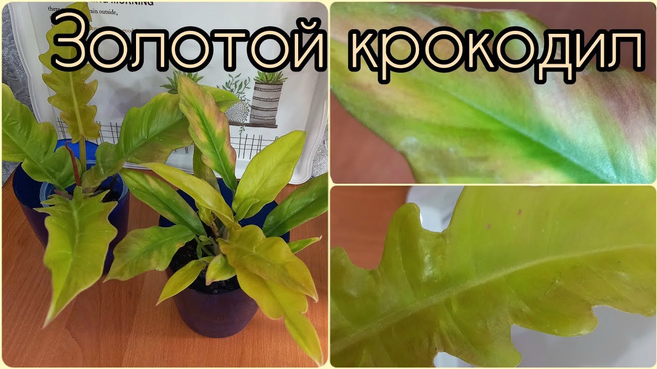 #ФИЛОДЕНДРОН #Золотой #крокодил ?Азиатское #растение?#адаптация ? #Размножение и особенность