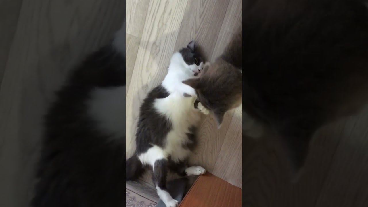 Смешные кошки. Кто кого