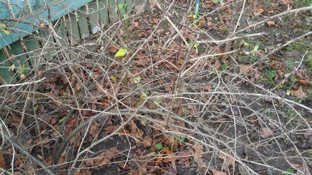 Обрезка и прореживание крыжовника.