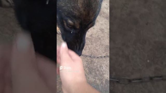 0.51.£€.DARICK.×414.ДОМ.ЕДА..PROPHET. SHCHERBAKOV. ЩЕРБАКОВ АРТЕМ. DOG. СОБАКА.