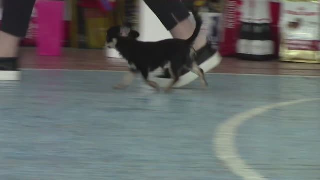 Специализированная выставка чихуахуа, ранг КЧК.  10.03.2018 г.