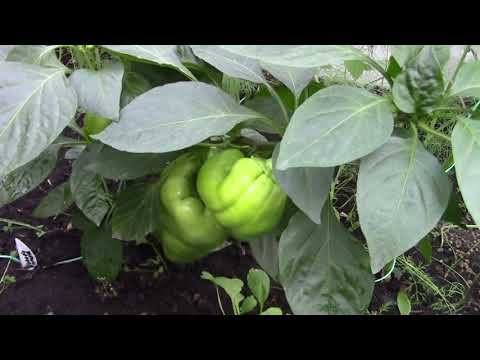 Обзор огорода на 19 июля 2023 г. Развал картофеля, сборы урожая и прогулка по теплице.