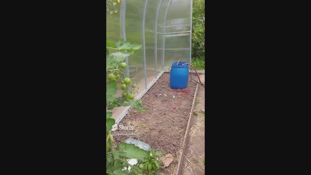 Результат через год. НЕТ КРОТОВ!! Защитила грядки. Проверенный способ.