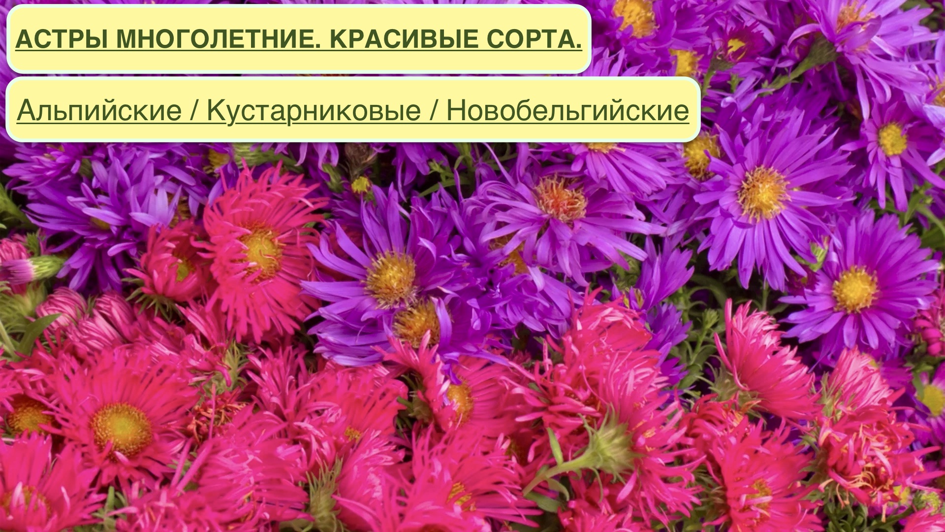 АСТРЫ МНОГОЛЕТНИЕ. КРАСИВЫЕ СОРТА. Альпийские / Кустарниковые / Новобельгийские. Aster novi-belgii.