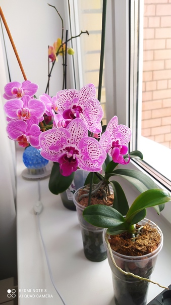 Обзор орхидей и мой новый цветок ? июнь 2022 год.mp4
