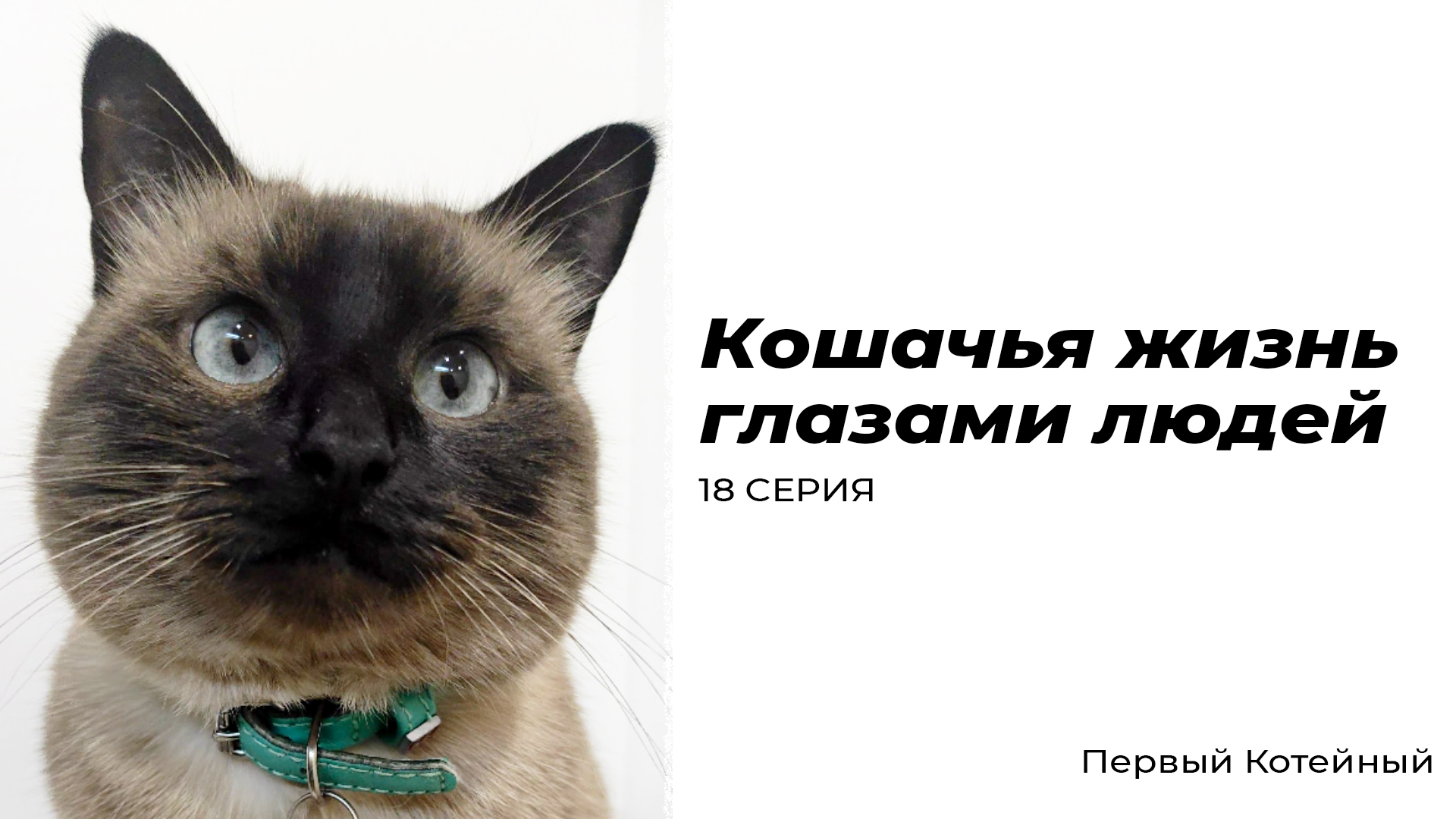 Кошачья жизнь глазами людей — 18 СЕРИЯ