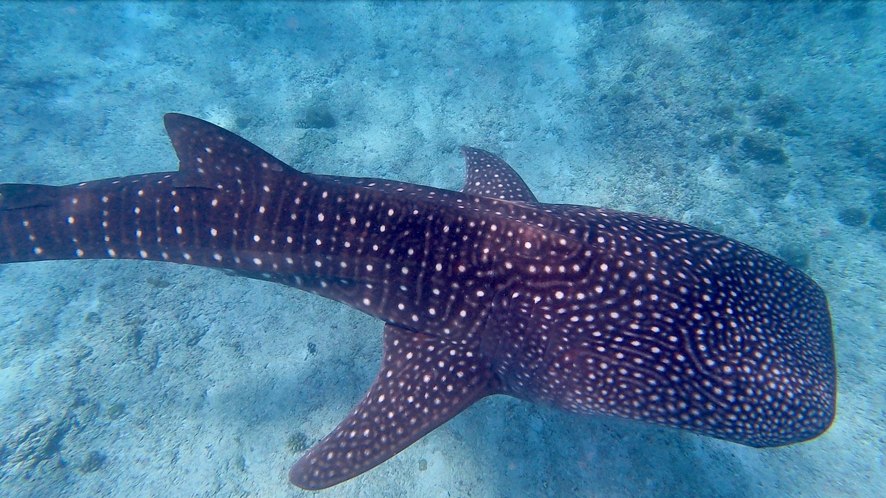 Рыба моей мечты...)