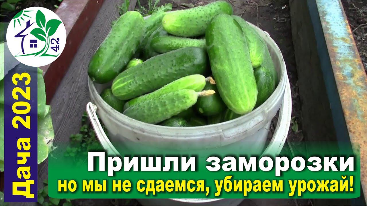 Пришли заморозки, но мы не сдаемся - убираем урожай и готовим огород к следующему сезону 2024 года