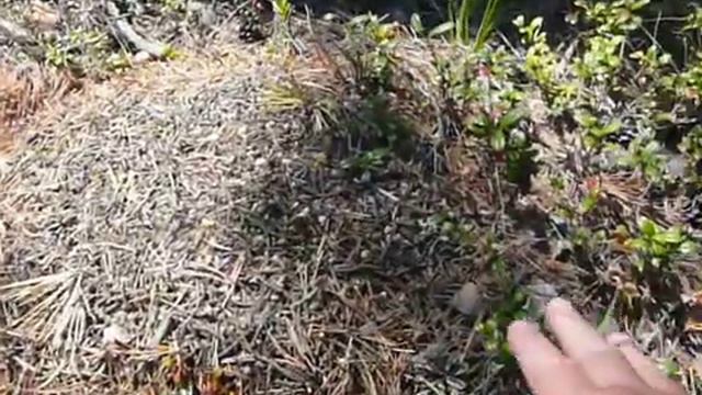 Ориентирование в тайге по лишайникам (продолжение) 13