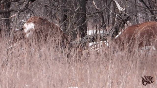 Пятнистые олени весной.mp4