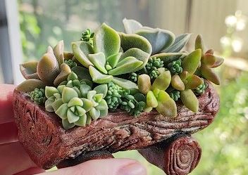 Маленький садик из суккулентов своими руками.