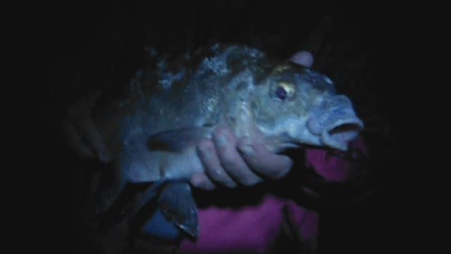 Крупный лещ крупным планом!