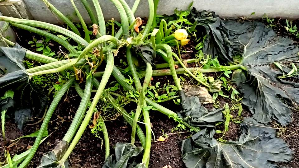 КАКИЕ РАСТЕНИЕ В САДУ И ОГОРОДЕ ВЫДЕРЖАЛИ ЗАМОРОЗОК -4°. КАКИЕ РАСТЕНИЯ БОЯТСЯ ПЕРВЫХ ЗАМОРОЗКОВ.