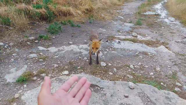 Наглые ручные лисы Крыма.