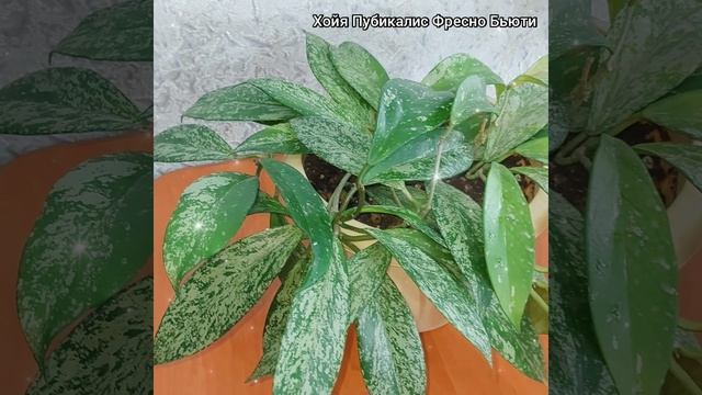 Разрастаются мои #ХОЙИ ?Австралис ЛИЗА и Пубикалис Фресно Бьюти?Восковой #плющ #цветы #shorts