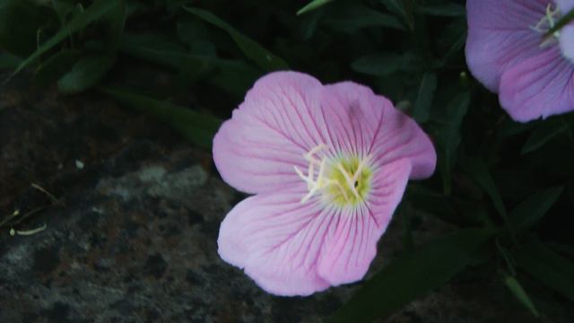 Отчет по практике "Глебовское"  Рудавина