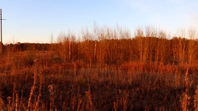 Как найти в лесу осинку если на ней нет листьев _