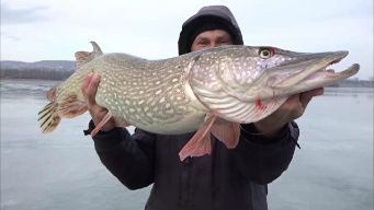 Жерлицы.Щука на жерлицы.щука гигант.