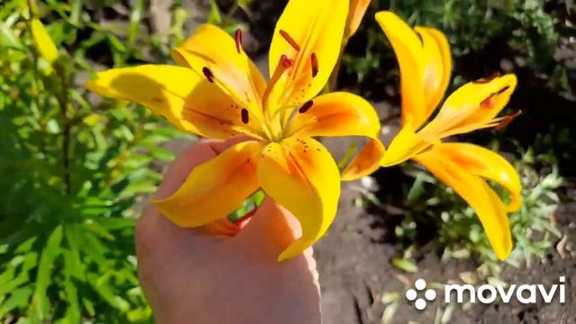 Многолетние цветы в моём огороде.