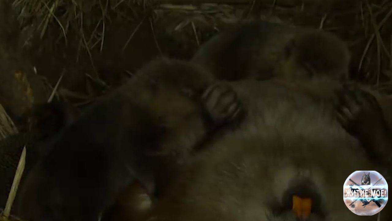 Жизнь пары бобров и их бобрят в подземном логове. Съёмка на фотоловушку