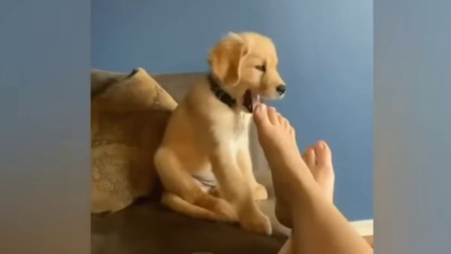 Прикольное видео про животных