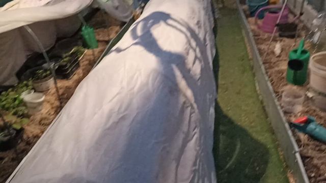 Высаживаю помидоры ночью, хорошо что есть свет в теплице