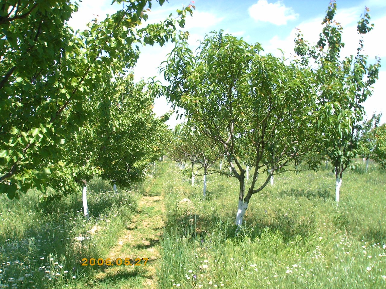 Прогулка по саду. (проза)