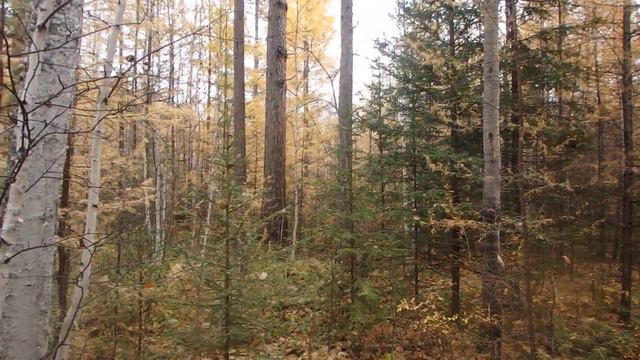 Ориентирование в лесу. В какую сторону идти