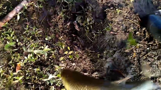 Проверка закидушек 20.09.23г.Редкий гость в наших краях.