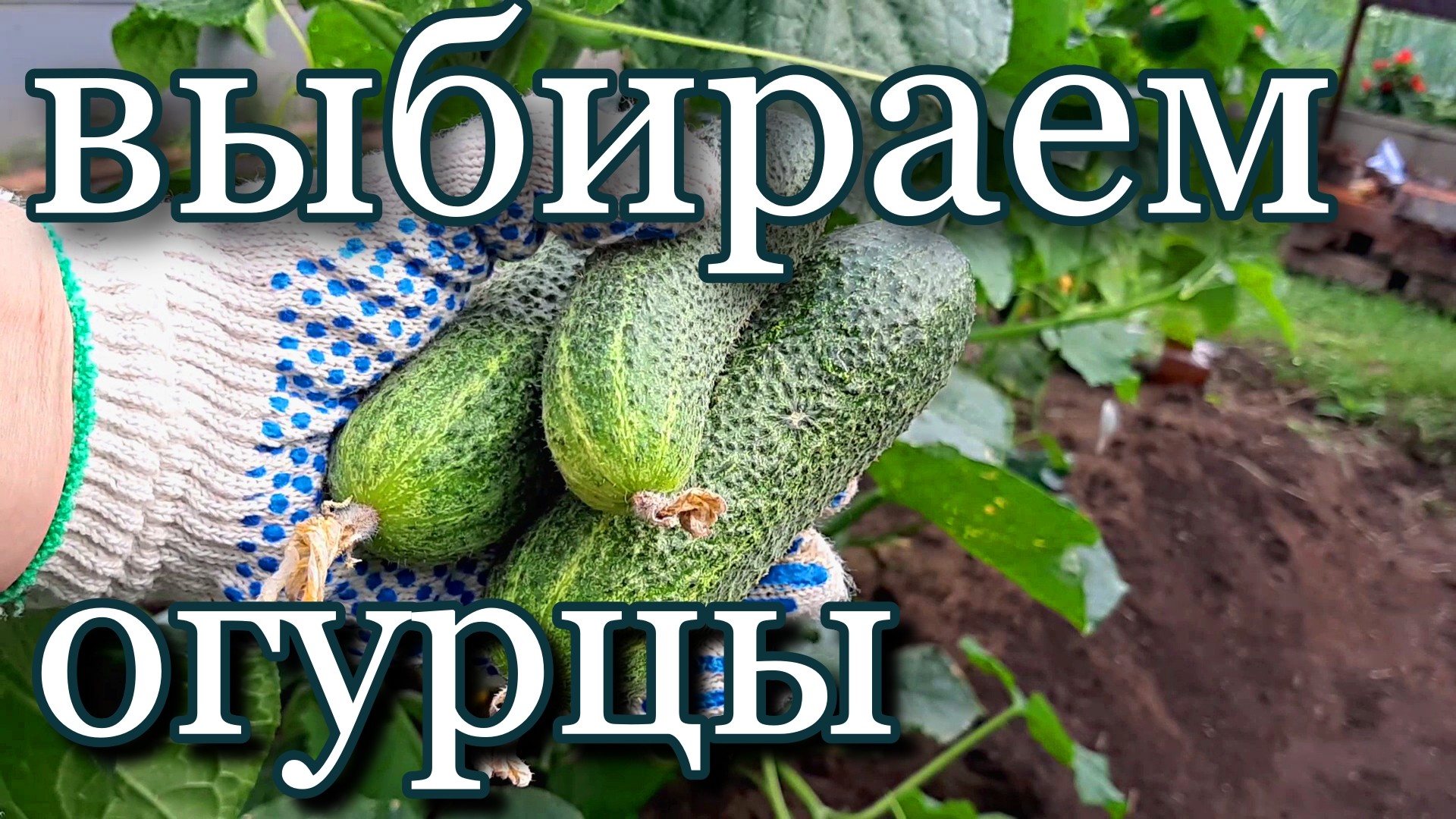 Какие огурцы растут в Удмуртии.