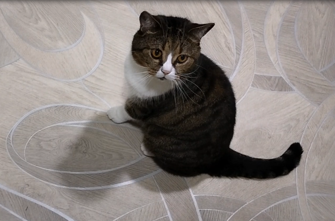 Кот выпрашивает ужин