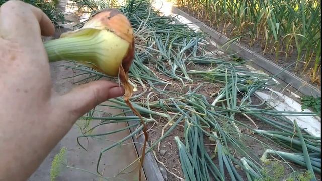 Пора убирать лук. 3 признака.