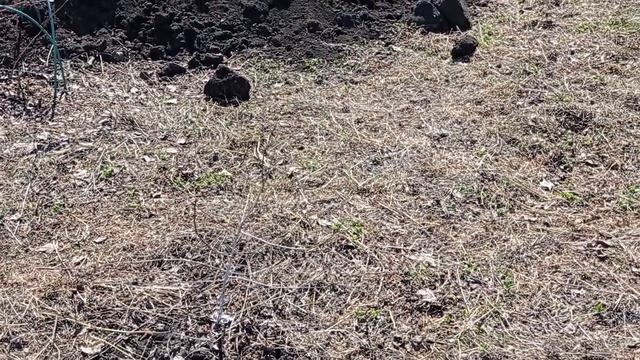 #апрельский_сад#огород#малина#обзор_сада_в_апреле Сад в апреле.Обзор после зимы..mp4