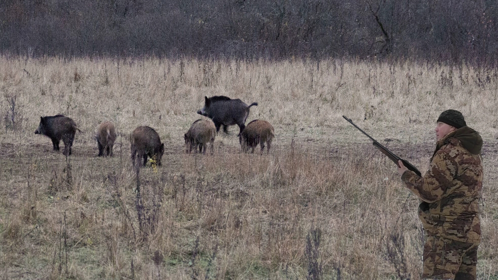 Охота с лабаза. Лисы, косули, лоси. Hunting from the storage. Foxes, roe deer, moose.