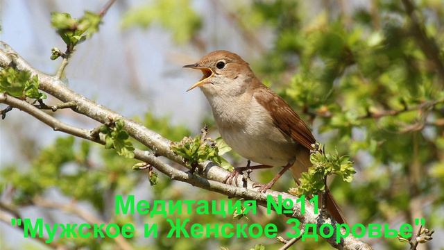 11Медитация лечебная № 11 Мужское и Женское Здоровье.
