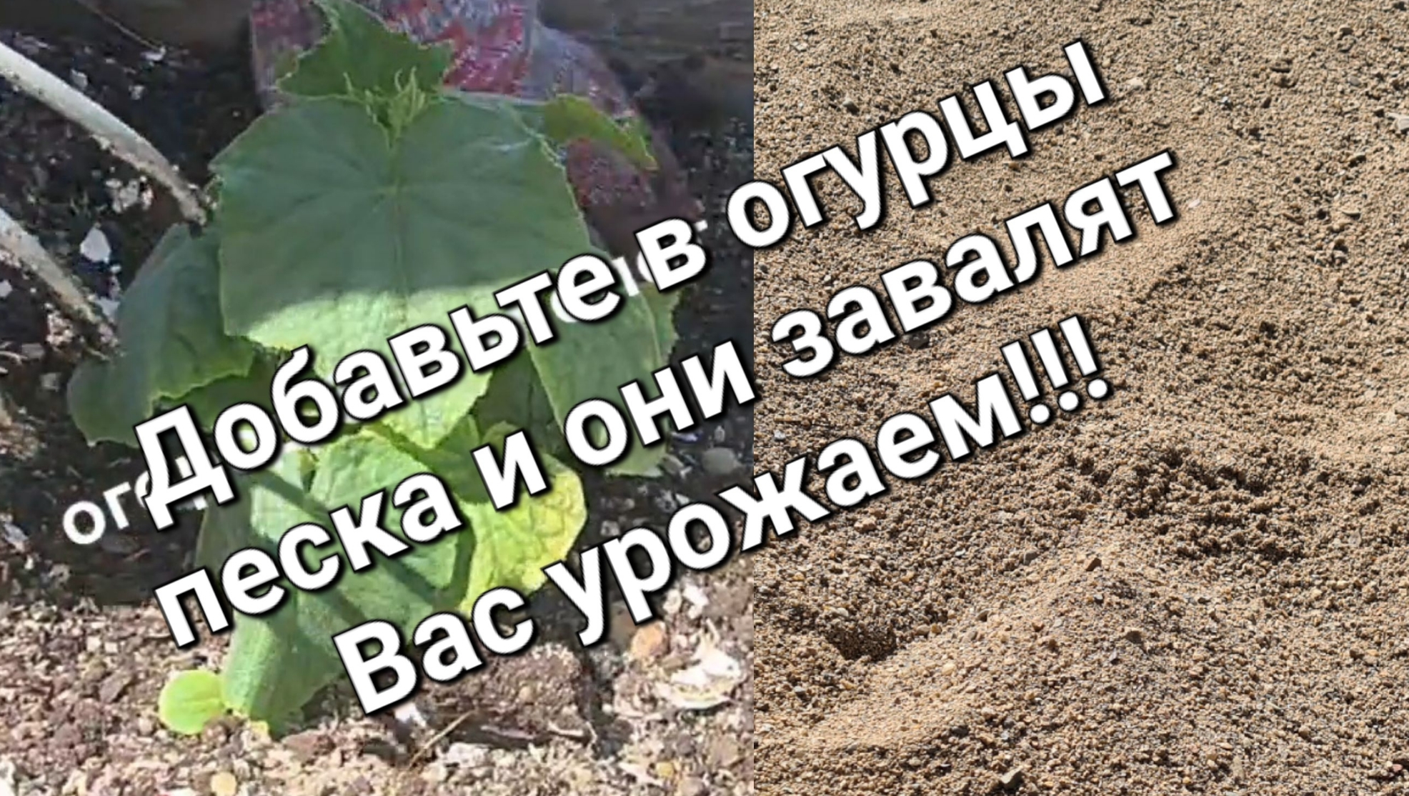 Дайте воздух корням! Добавьте в огурцы ПЕСКА и они завалят Вас УРОЖАЕМ!