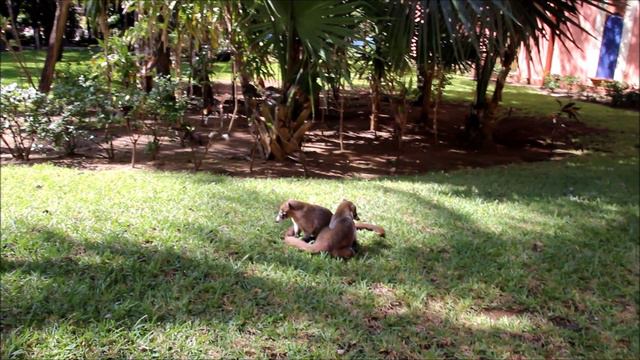 Мексика. Носухи отеля Riu Tequila в Плайя-дель-Кармен!